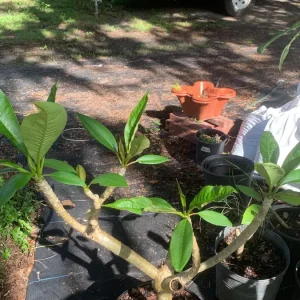 Pink Plumeria Live Plant – Fragrant Tropical Flower – Various Sizes - Image 4