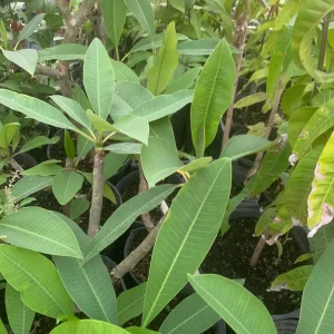 Pink Plumeria Live Plant - Fragrant Tropical Flower - Various Sizes Available - Indoor/Outdoor - Image 5