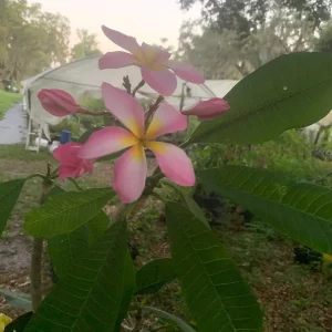 Pink Plumeria Live Plant - Fragrant Tropical Flower - Various Sizes Available - Indoor/Outdoor - Image 6