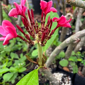 Pink Plumeria Live Plant – Fragrant Tropical Flower – Various Sizes - Image 9