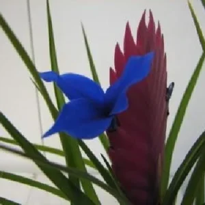 Pink Quill Plant - Tillandsia cyanea Live Plant - 4 inch Pot - Indoor - Image 2