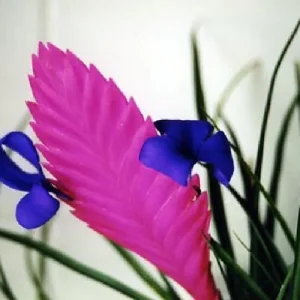 Pink Quill Plant - Tillandsia cyanea Live Plant - 4 inch Pot - Indoor - Image 3