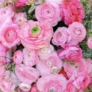 Pink Ranunculus Corms - 20 Flower Bulbs - Peony Rose Garden Plants - Image 2