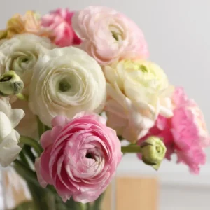 Pink Ranunculus Flower Bulbs - 15 Corms, Peony Rose Buttercup Type, Perennial - Image 14