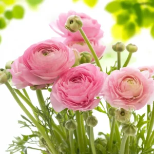 Pink Ranunculus Flower Bulbs - 15 Corms, Peony Rose Buttercup Type, Perennial - Image 6