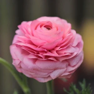 Pink Ranunculus Flower Bulbs - 15 Corms, Peony Rose Buttercup Type, Perennial - Image 8