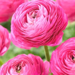 Pink Ranunculus Flower Bulbs - 15 Corms, Peony Rose Buttercup Type, Perennial - Image 9