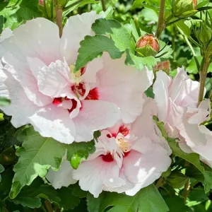 Pink Rose of Sharon Live Plant – Hardy Shrub, Quart Pot – Hibiscus syriacus - Image 2