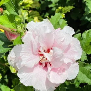Pink Rose of Sharon Live Plant – Hardy Shrub, Quart Pot – Hibiscus syriacus - Image 3