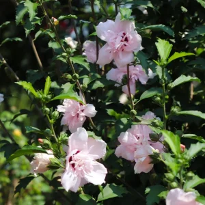 Pink Rose of Sharon Live Plant – Hardy Shrub, Quart Pot – Hibiscus syriacus - Image 5