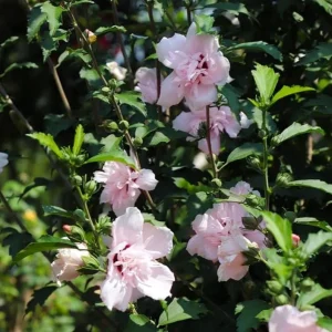 Pink Rose of Sharon Live Plant – Hardy Shrub, Quart Pot – Hibiscus syriacus - Image 7