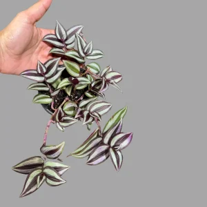 Pink Silver Wandering Jew Live Plant - Tradescantia in 3