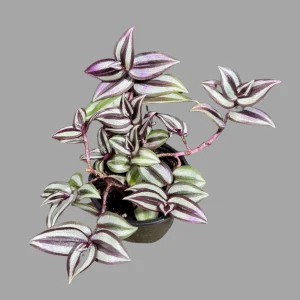 Pink Silver Wandering Jew Live Plant - Tradescantia in 3
