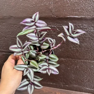 Pink Silver Wandering Jew Plant - 4" Nursery Pot - Rare Tradescantia Indoor Houseplant - Image 2