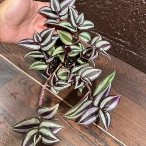 Pink Silver Wandering Jew Plant - 4