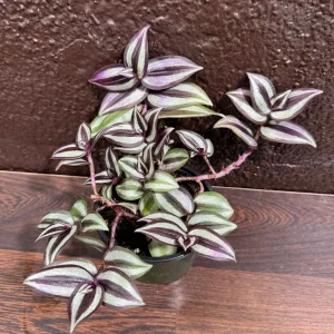 Pink Silver Wandering Jew Plant - 4