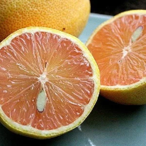 Pink Variegated Eureka Lemon Tree Live Plant – 5 inch Pot – Indoor/Outdoor - Image 4