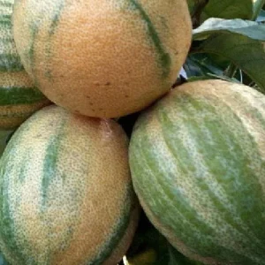 Pink Variegated Eureka Lemon Tree Live Plant – 5 inch Pot – Indoor/Outdoor - Image 5