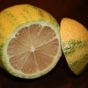 Pink Variegated Eureka Lemon Tree Live Plant – 5 inch Pot – Indoor/Outdoor - Image 7