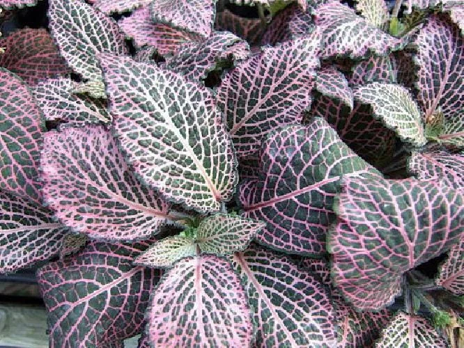 Pink Veined Nerve Plant Fittonia Live House Plant - 4 inch Pot - Indoor - Image 2