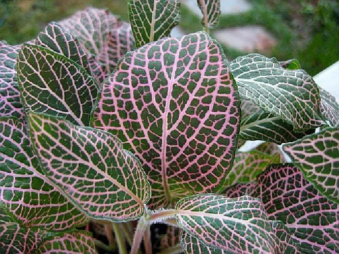 Pink Veined Nerve Plant Fittonia Live House Plant - 4 inch Pot - Indoor - Image 3