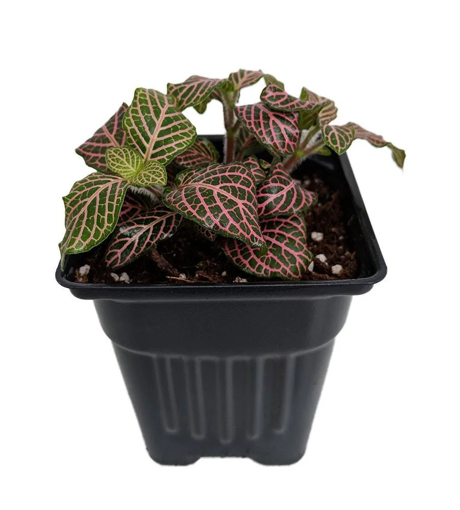 Pink Veined Nerve Plant Fittonia Live House Plant - 4 inch Pot - Indoor - Image 1