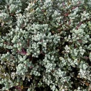 Pink Vygie Live Plant – Pink Ice Plant Succulent – 4'' Pot – Outdoor Groundcover - Image 5