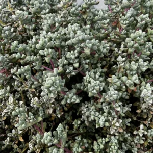 Pink Vygie Live Plant – Pink Ice Plant Succulent – 4'' Pot – Outdoor Groundcover - Image 6