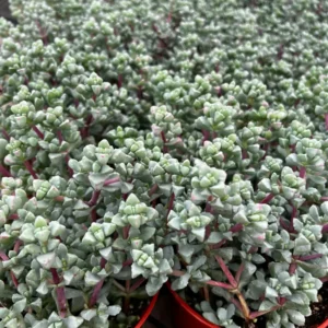 Pink Vygie Live Plant – Pink Ice Plant Succulent – 4'' Pot – Outdoor Groundcover - Image 8