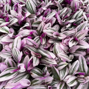 Pink Wandering Jew Tradescantia Nanouk Live Houseplant – 2, 4, 6 inch pot - Image 7