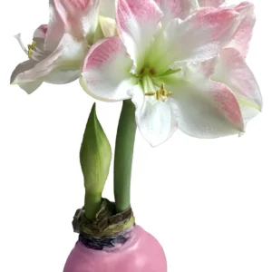 Pink Waxed Amaryllis Bulb - No Water Cherry Blossom Amaryllis - 28/32 cm - Image 1