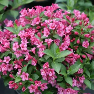 Pink Weigela Bare Root - 2 Pack - Outdoor Flowering Shrub - Image 1