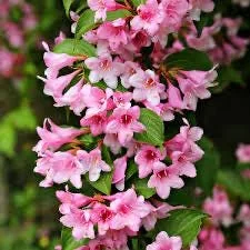 Pink Weigela Bare Root Plant - 2 Pack, 1-2 ft Tall, Outdoor Flowering Shrub - Image 1