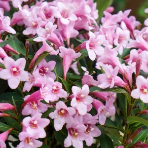 Pink Weigela Florida Live Plant – 4ft Tall Flowering Shrub – Perennial Bush - Image 2