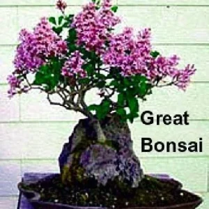 Pink Weigela Live Plant - Hot Pink, Everblooming Shrub - 4 inch Pot - Image 3