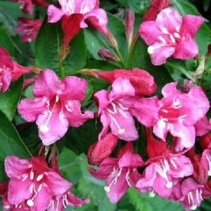 Pink Weigela Live Plant - Hot Pink, Everblooming Shrub - 4 inch Pot - Image 1