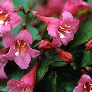 Pink Weigela Live Plant - Hot Pink, Everblooming Shrub - 4 inch Pot - Image 4
