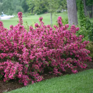 Pink Weigela Live Plants - 2 Pack, 4-inch Container, Outdoor Shrub - Image 1