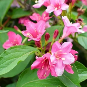 Pink Weigela Shrub Live Plant – 4-Inch Pot – Deciduous Flowering Shrub Outdoor - Image 2