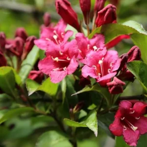 Pink Weigela Shrub Live Plant – 4-Inch Pot – Deciduous Flowering Shrub Outdoor - Image 3