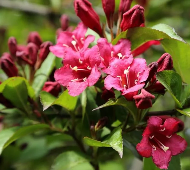 Pink Weigela Shrub Live Plant – 4-Inch Pot – Deciduous Flowering Shrub Outdoor - Image 3