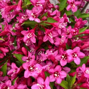 Pink Weigela Shrub Live Plant – 4-Inch Pot – Deciduous Flowering Shrub Outdoor - Image 4