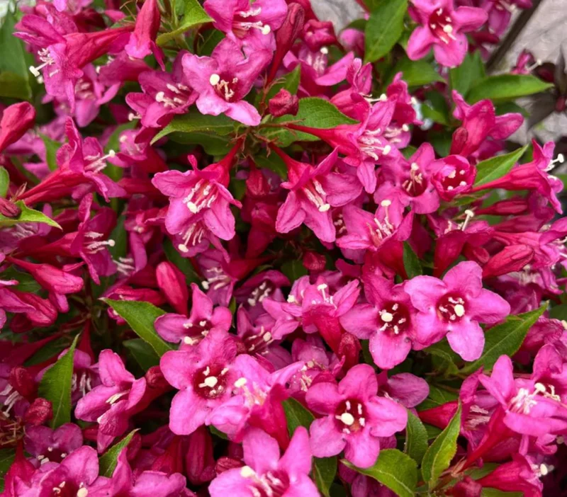 Pink Weigela Shrub Live Plant – 4-Inch Pot – Deciduous Flowering Shrub Outdoor - Image 4