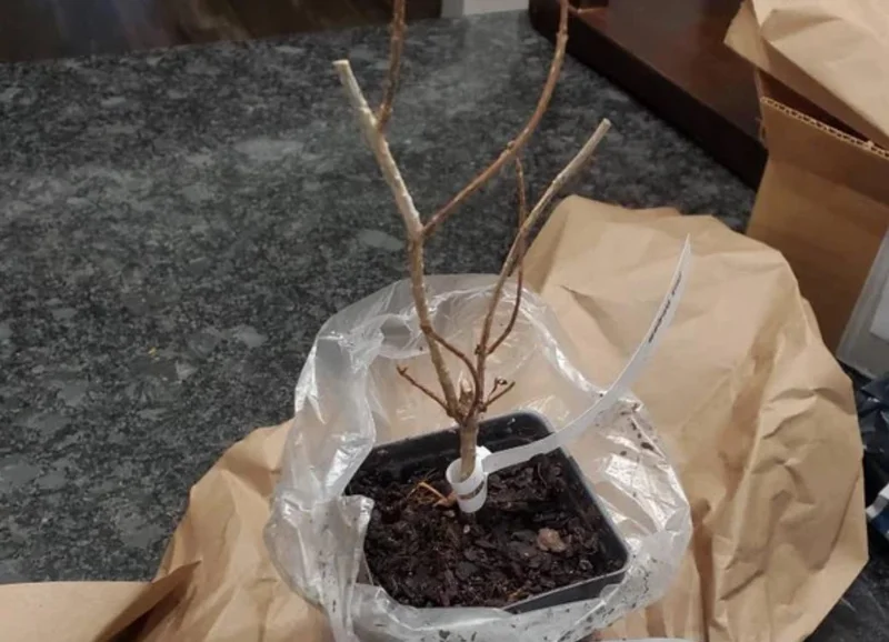 Pink Weigela Shrub Live Plant – 4-Inch Pot – Deciduous Flowering Shrub Outdoor - Image 5