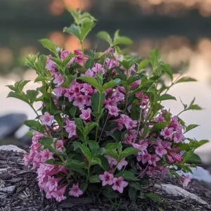 Pink Weigela Shrub Live Plant – 4-Inch Pot – Deciduous Flowering Shrub Outdoor - Image 6