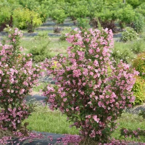 Pink Weigela Shrub Live Plant – 4-Inch Pot – Deciduous Flowering Shrub Outdoor - Image 7