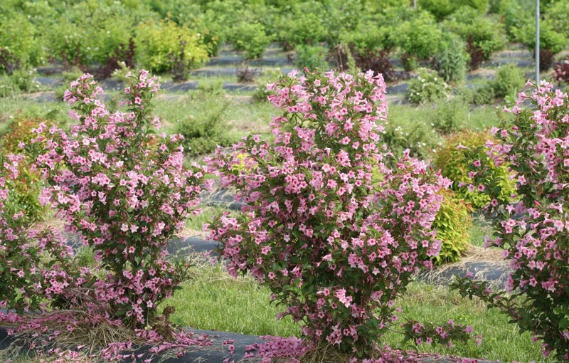 Pink Weigela Shrub Live Plant – 4-Inch Pot – Deciduous Flowering Shrub Outdoor - Image 7