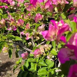 Pink & White Bougainvillea Live Plant – 1-2 ft Tall in 3 Gallon Pot – Outdoor Shrub - Image 3