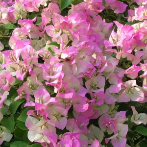Pink & White Bougainvillea Live Plant – 2-3 Feet Tall – 3 Gallon Pot – Outdoor Shrub - Image 1