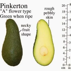 Pinkerton Avocado Tree – Grafted Live Plant – 1 Foot Tall - Image 1